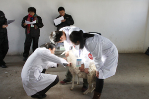 2014年全省动物防疫职业技能竞赛在我院成功举办