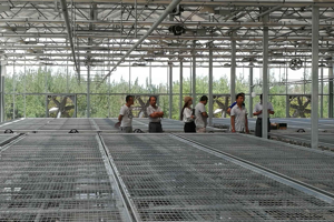 学院葡萄种植实训基地一期智能玻璃连栋温室建设项目竣工验收