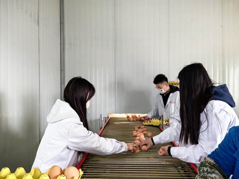 学生在进行课堂实习——蛋品质的评定