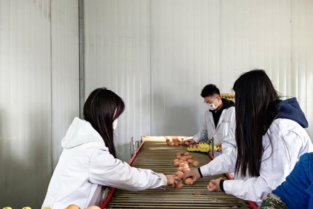 学生在进行课堂实习——蛋品质的评定